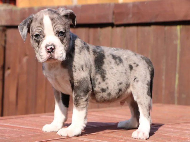 Alapaha Blue Blood Bulldog
